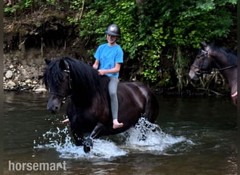 Sonstige Rassen, Stute, 4 Jahre, 157 cm, Rappe