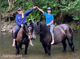 Sonstige Rassen, Stute, 4 Jahre, 157 cm, Rappe