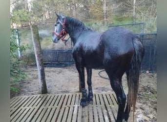 Sonstige Rassen Mix, Stute, 4 Jahre, 157 cm, Schimmel