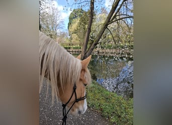 Sonstige Rassen, Stute, 4 Jahre, 158 cm, Palomino