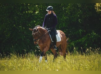 Sonstige Rassen, Stute, 4 Jahre, 160 cm, Brauner
