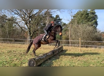 Sonstige Rassen, Stute, 4 Jahre, 160 cm, Brauner