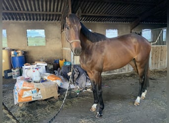 Sonstige Rassen, Stute, 4 Jahre, 160 cm, Brauner