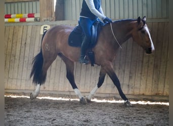 Sonstige Rassen, Stute, 4 Jahre, 160 cm