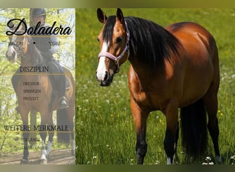 Sonstige Rassen, Stute, 4 Jahre, 160 cm