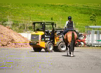 Sonstige Rassen, Stute, 4 Jahre, 160 cm
