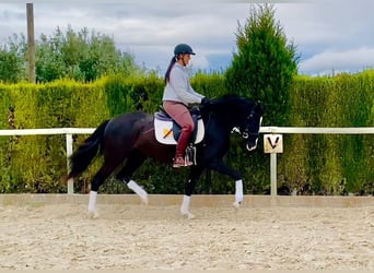 Sonstige Rassen Mix, Stute, 4 Jahre, 160 cm, Rappe