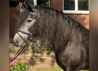 Sonstige Rassen, Stute, 4 Jahre, 160 cm, Rappschimmel