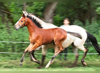 Sonstige Rassen, Stute, 4 Jahre, 161 cm, Brauner