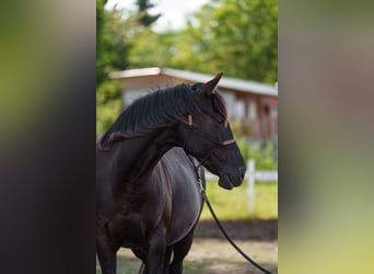 Sonstige Rassen, Stute, 4 Jahre, 162 cm, Dunkelbrauner