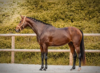 Sonstige Rassen, Stute, 4 Jahre, 163 cm, Brauner