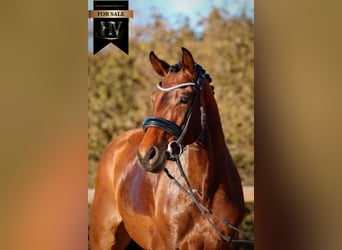 Sonstige Rassen, Stute, 4 Jahre, 163 cm, Brauner