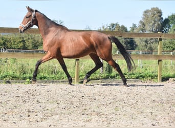 Sonstige Rassen, Stute, 4 Jahre, 163 cm, Brauner