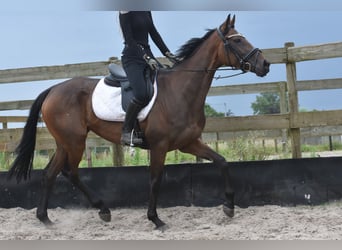 Sonstige Rassen, Stute, 4 Jahre, 163 cm, Rotbrauner