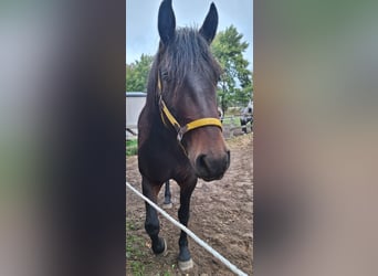 Sonstige Rassen Mix, Stute, 4 Jahre, 165 cm, Brauner