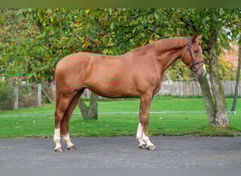 Sonstige Rassen, Stute, 4 Jahre, 165 cm, Fuchs