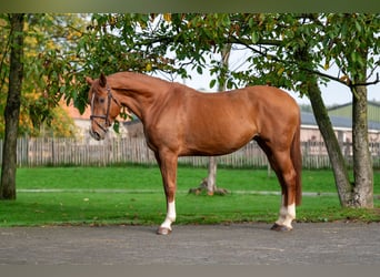 Sonstige Rassen, Stute, 4 Jahre, 165 cm, Fuchs