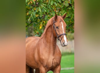 Sonstige Rassen, Stute, 4 Jahre, 165 cm, Fuchs