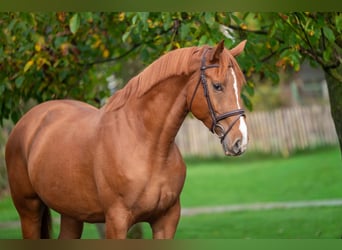 Sonstige Rassen, Stute, 4 Jahre, 165 cm, Fuchs