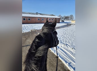 Sonstige Rassen, Stute, 4 Jahre, 165 cm, Rappe