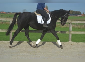 Sonstige Rassen, Stute, 4 Jahre, 165 cm, Rappe