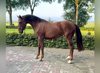 Sonstige Rassen, Stute, 4 Jahre, 167 cm, Rotfuchs