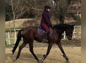 Sonstige Rassen, Stute, 4 Jahre, 168 cm, Brauner