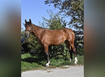 Sonstige Rassen Mix, Stute, 5 Jahre, 141 cm, Brauner