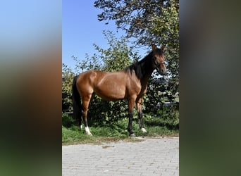 Sonstige Rassen Mix, Stute, 5 Jahre, 141 cm, Brauner