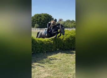 Sonstige Rassen, Stute, 5 Jahre, 142 cm, Kann Schimmel werden