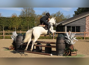 Sonstige Rassen, Stute, 5 Jahre, 145 cm