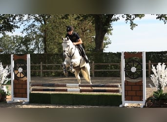 Sonstige Rassen, Stute, 5 Jahre, 145 cm
