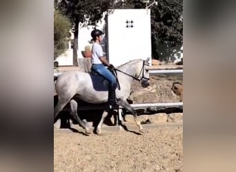 Sonstige Rassen, Stute, 5 Jahre, 146 cm, Schimmel