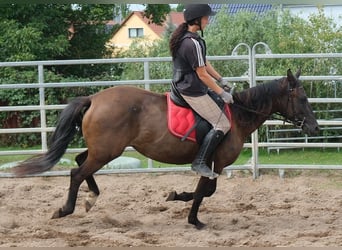 Sonstige Rassen, Stute, 5 Jahre, 147 cm, Dunkelbrauner