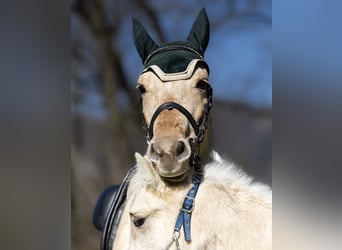 Sonstige Rassen, Stute, 5 Jahre, 147 cm, Palomino