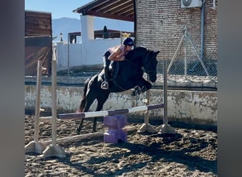 Sonstige Rassen, Stute, 5 Jahre, 147 cm, Rappe