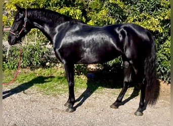 Sonstige Rassen, Stute, 5 Jahre, 147 cm, Rappe