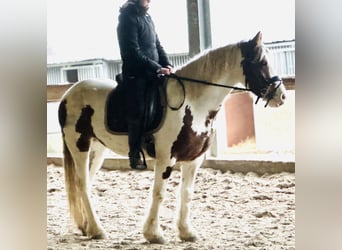 Sonstige Rassen Mix, Stute, 5 Jahre, 147 cm, Schecke