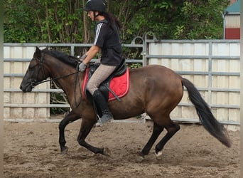 Sonstige Rassen, Stute, 5 Jahre, 147 cm, Schwarzbrauner