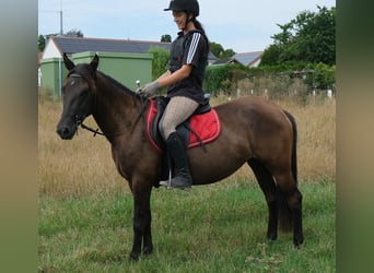 Sonstige Rassen, Stute, 5 Jahre, 147 cm, Schwarzbrauner
