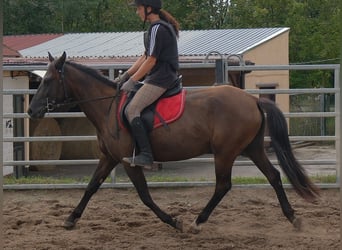Sonstige Rassen, Stute, 5 Jahre, 147 cm, Schwarzbrauner