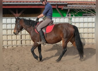 Sonstige Rassen, Stute, 5 Jahre, 148 cm, Dunkelbrauner