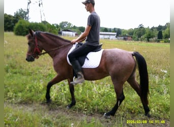 Sonstige Rassen, Stute, 5 Jahre, 149 cm, Braunfalbschimmel
