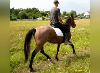 Sonstige Rassen, Stute, 5 Jahre, 149 cm, Braunfalbschimmel