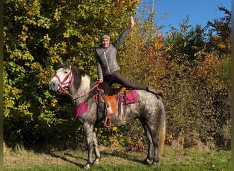 Sonstige Rassen, Stute, 5 Jahre, 150 cm, Apfelschimmel