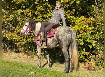 Sonstige Rassen, Stute, 5 Jahre, 150 cm, Apfelschimmel