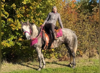 Sonstige Rassen, Stute, 5 Jahre, 150 cm, Apfelschimmel