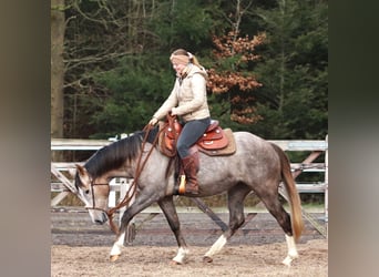 Sonstige Rassen Mix, Stute, 5 Jahre, 150 cm, Braunfalbschimmel