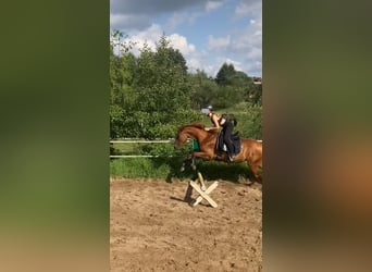 Sonstige Rassen Mix, Stute, 5 Jahre, 150 cm, Fuchs