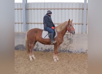 Sonstige Rassen, Stute, 5 Jahre, 152 cm, Fuchs